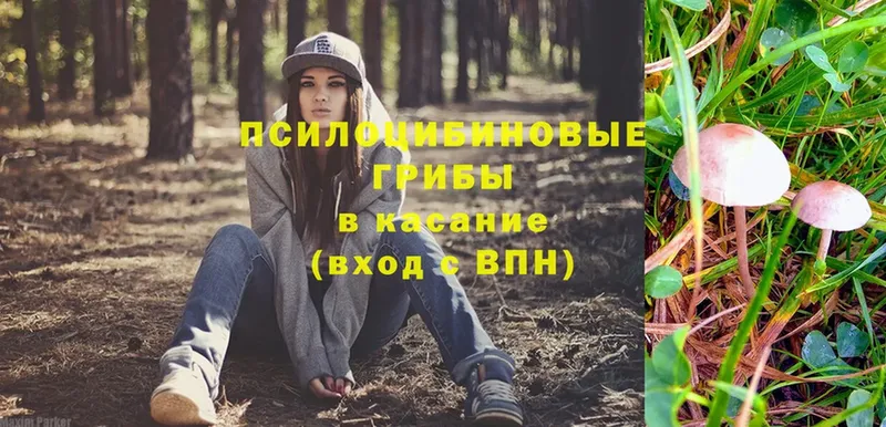 Псилоцибиновые грибы мицелий  Полярный 